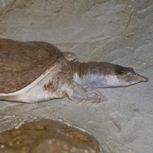Softshell turtle