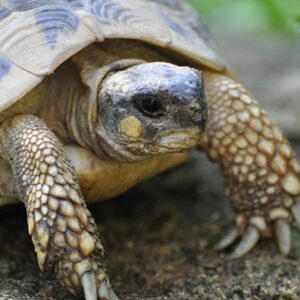 Hermann’s tortoise