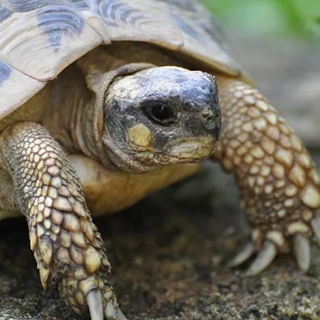 Hermann’s tortoise
