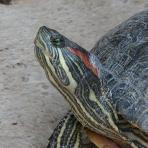 Florida tortoise