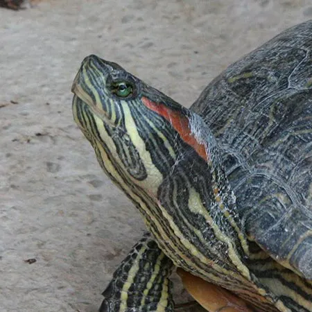 Tortue de Floride