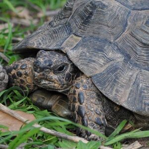 Greek Turtle