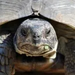 tortue-hargneuse1.jpg