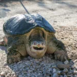 tortue-serpentine-19012021-4-scaled-1.jpg