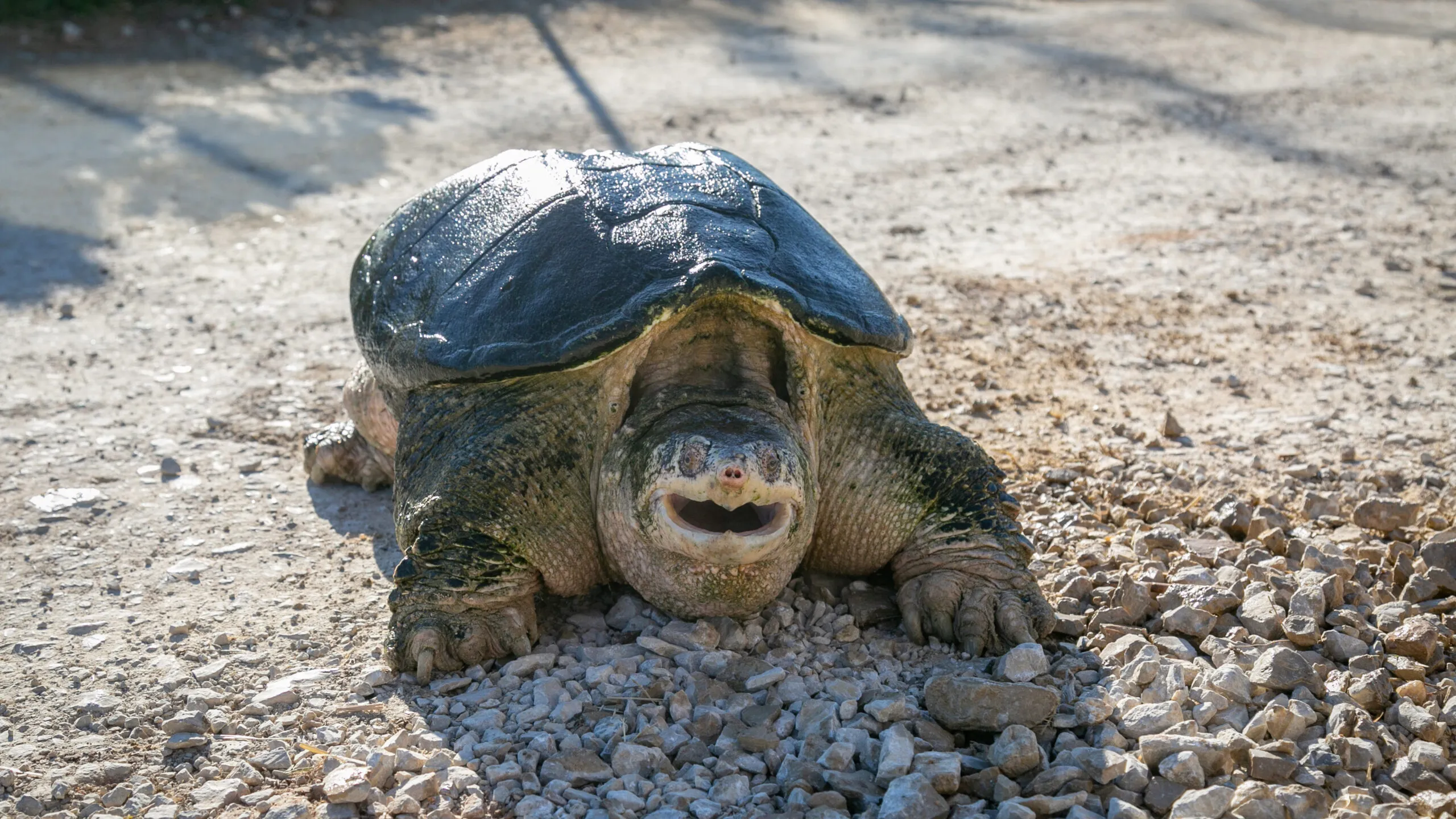 tortue-serpentine-19012021-4-scaled-1.jpg