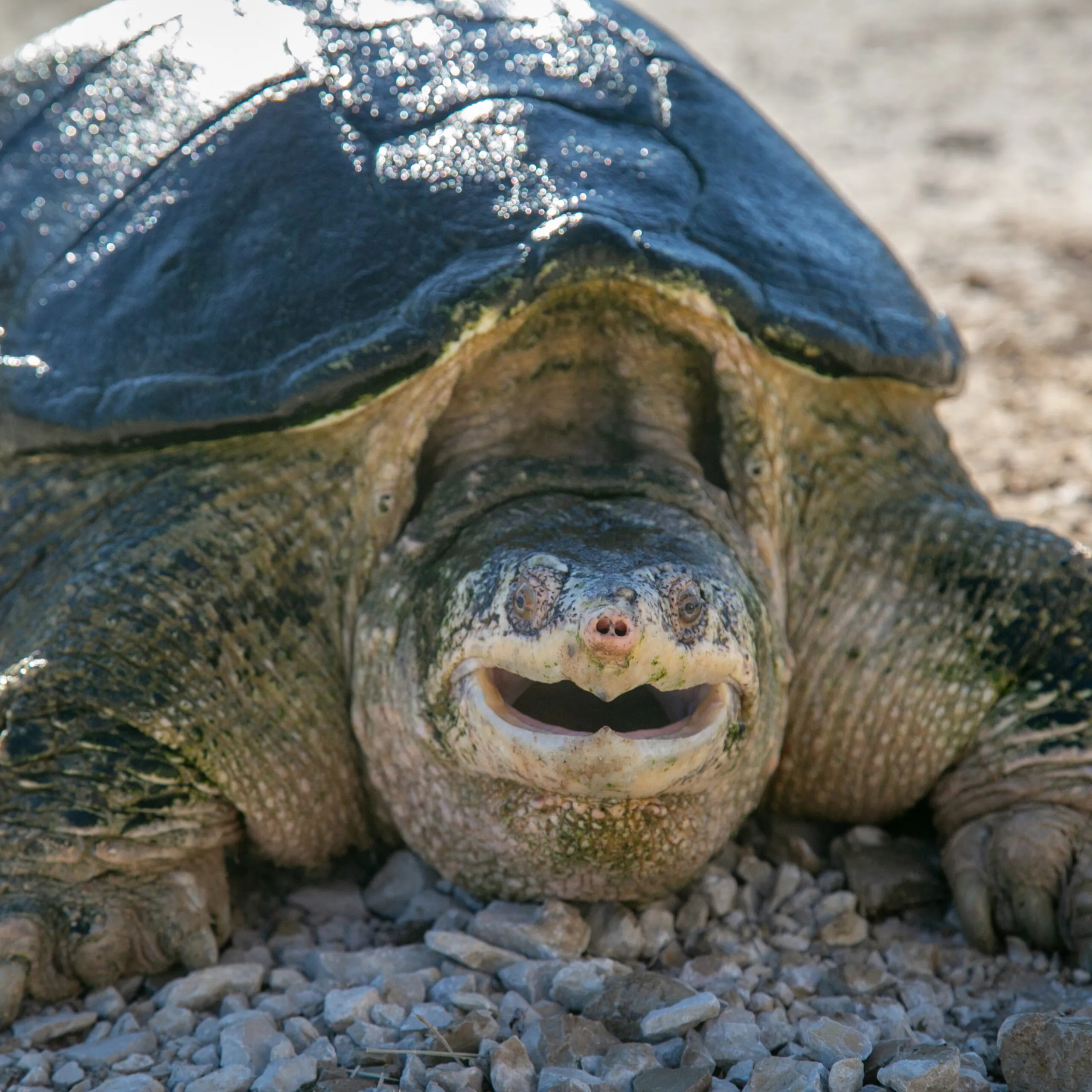 tortue-serpentine-19012021-5-scaled-1.jpg