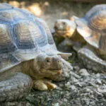 tortue-sillonne-20052020-7-scaled-3.jpg