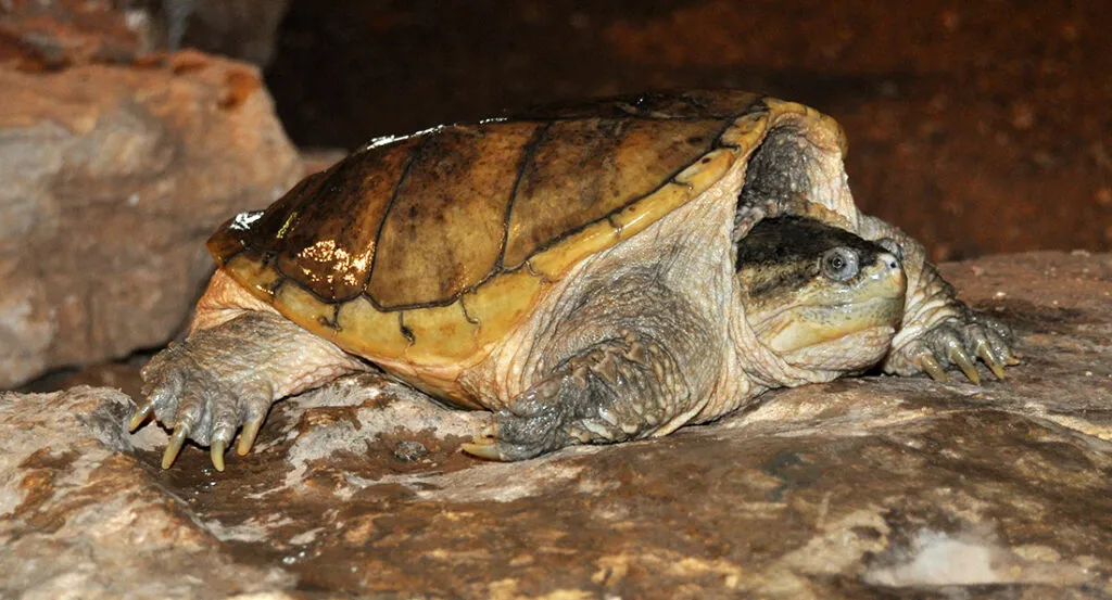tortue_hargneuse.jpg
