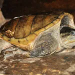 tortue_hargneuse.jpg