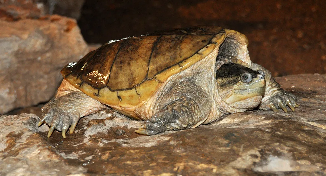 tortue_hargneuse.jpg