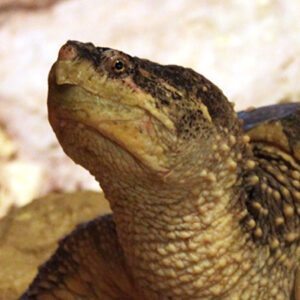 Snapping turtle