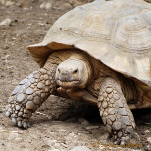 Furrowed turtle