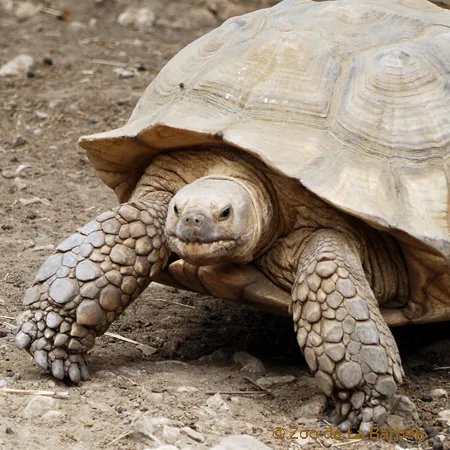 Furrowed turtle