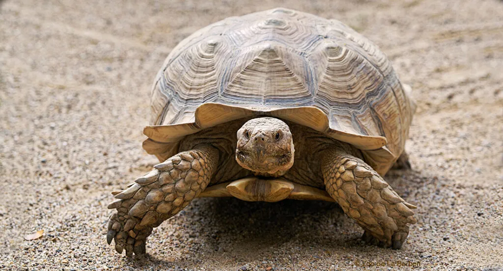 tortue_sillonnee_fiche.jpg