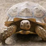 tortue_sillonnee_fiche.jpg