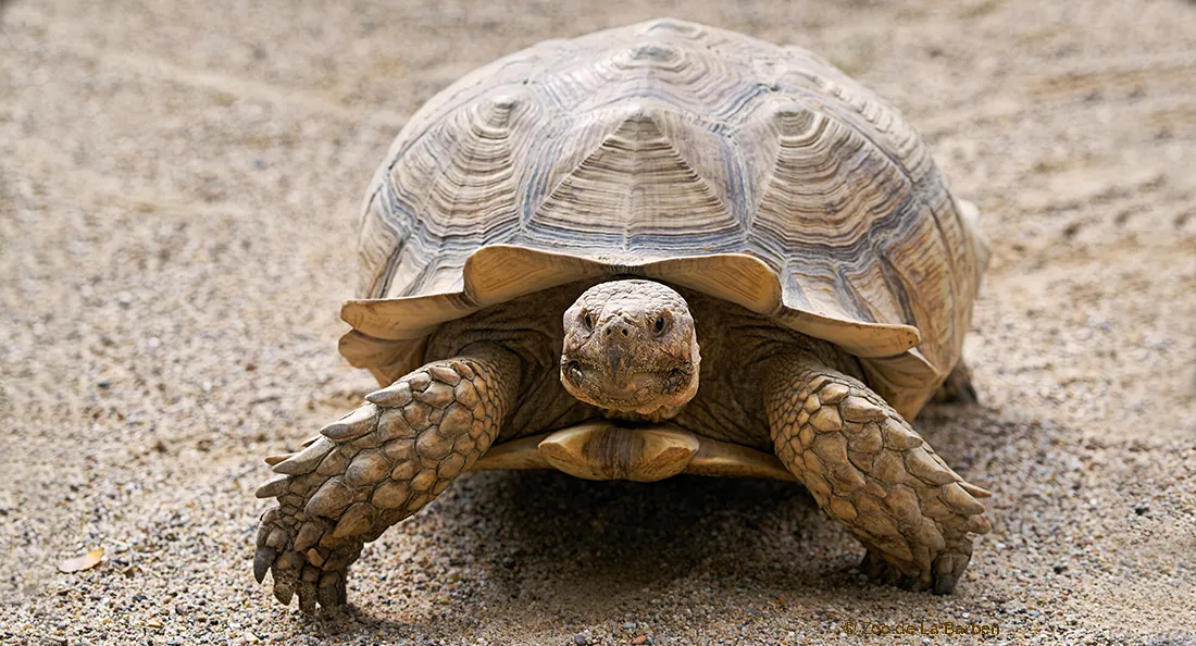 tortue_sillonnee_fiche.jpg