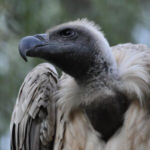 African vulture