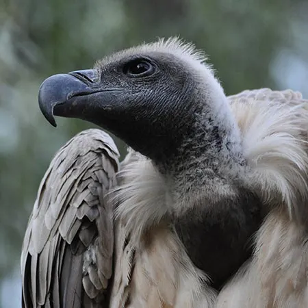 African vulture