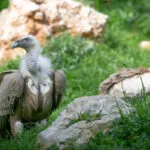 vautour-fauve-21022020-4-1-scaled-1.jpg