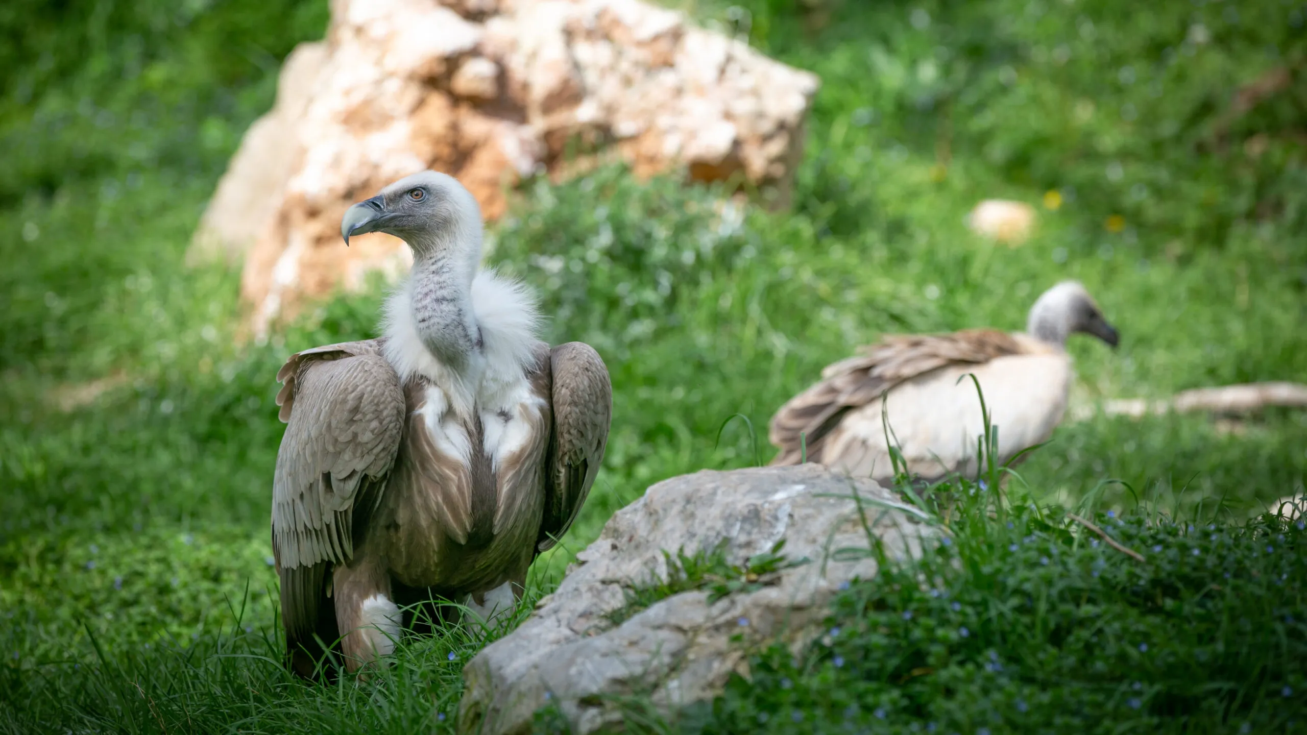 vautour-fauve-21022020-4-1-scaled-1.jpg