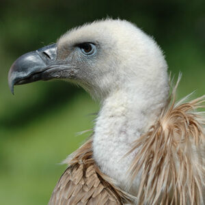 Griffon Vulture