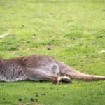 wallaby-01052020-1-scaled-1.jpg