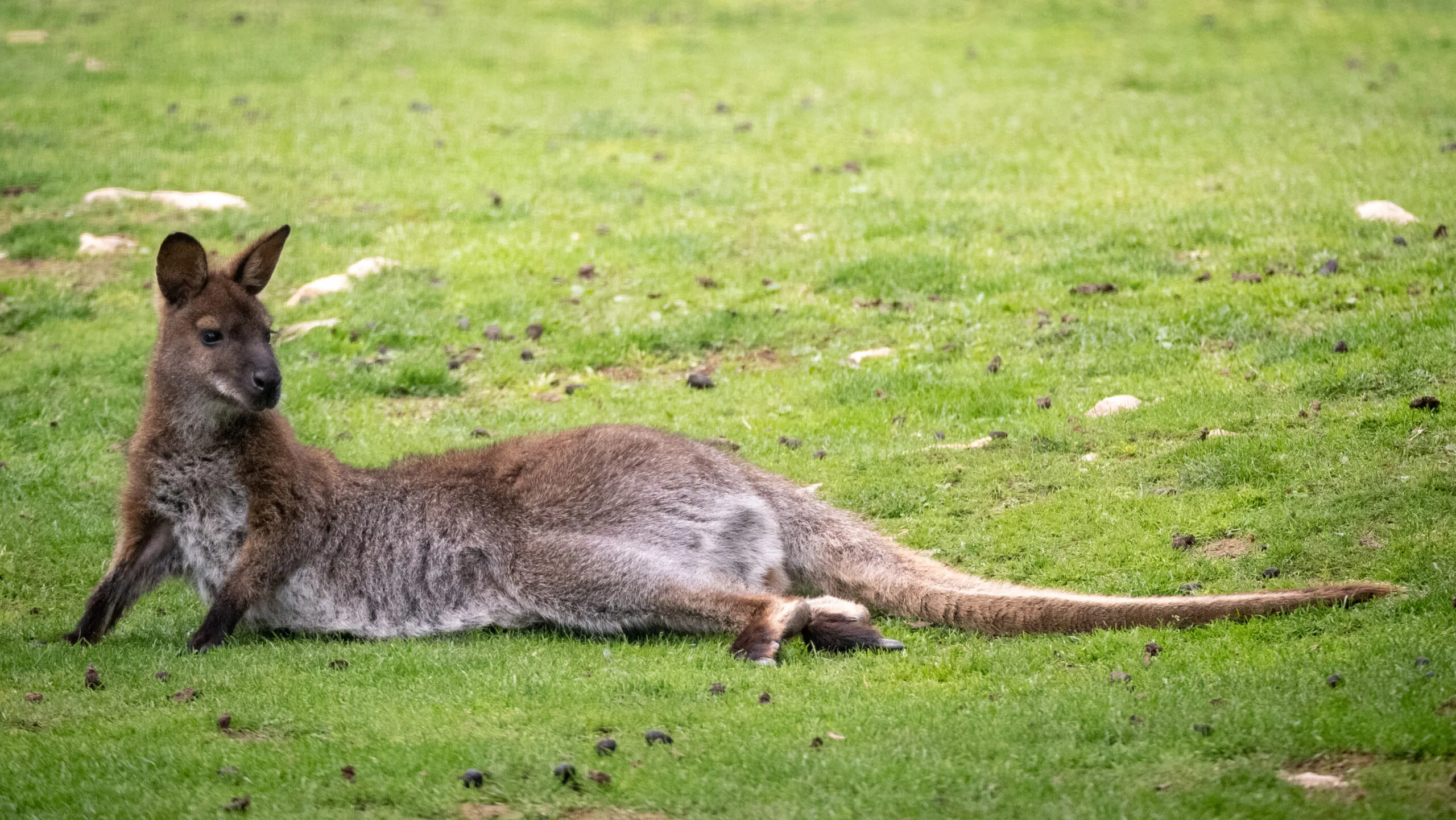 wallaby-01052020-1-scaled-1.jpg