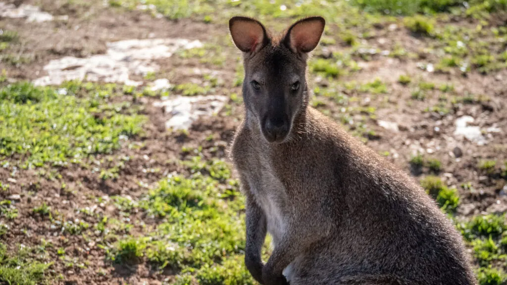 wallaby-10062020-3-1-scaled-1.jpg