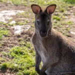 wallaby-10062020-3-1-scaled-1.jpg