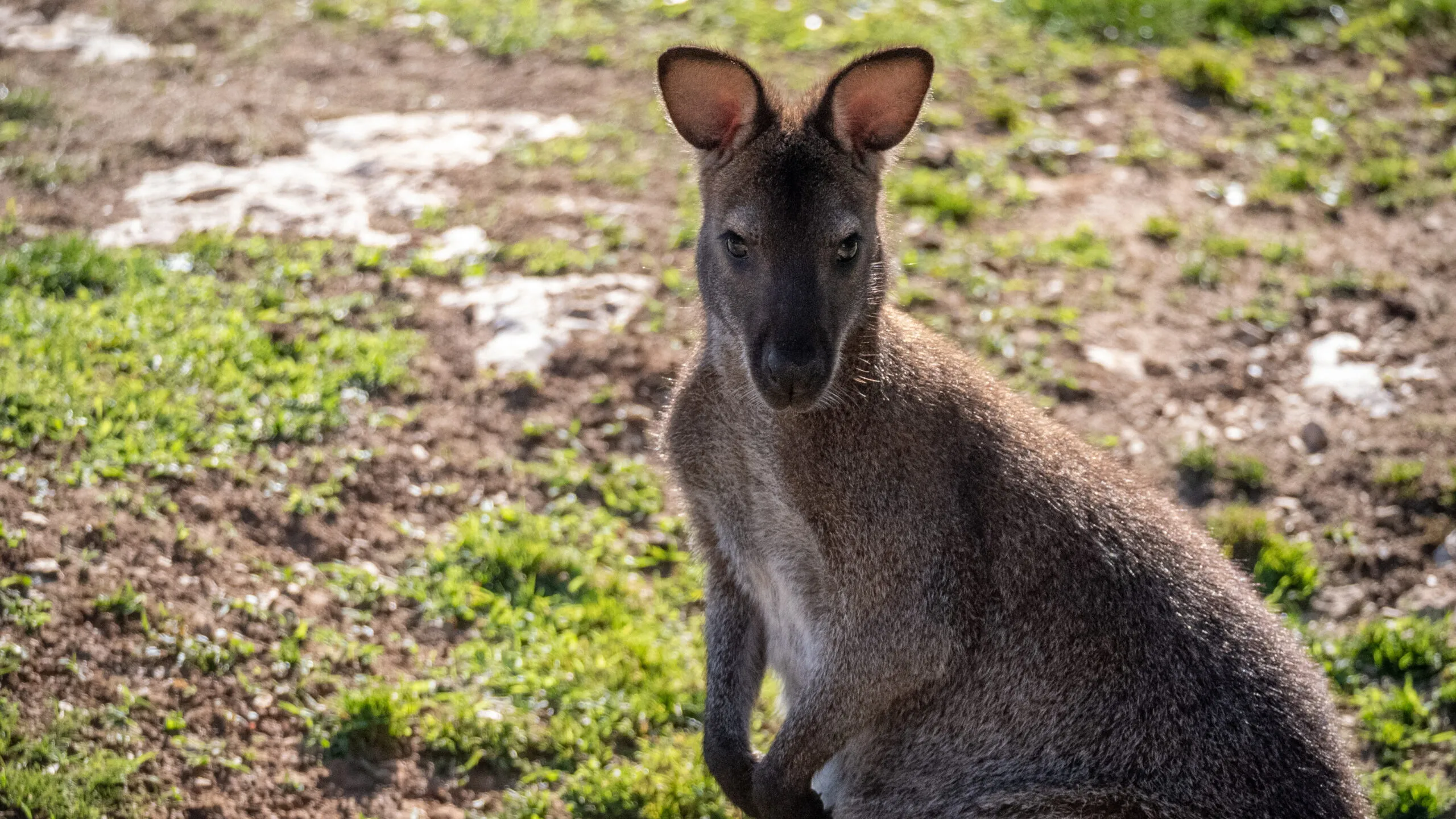 wallaby-10062020-3-1-scaled-1.jpg