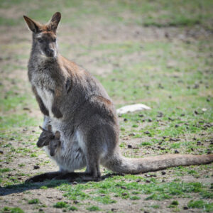 Bennett’s Wallaby
