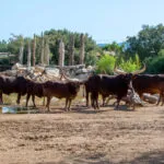 watusi-2-scaled-1.jpg