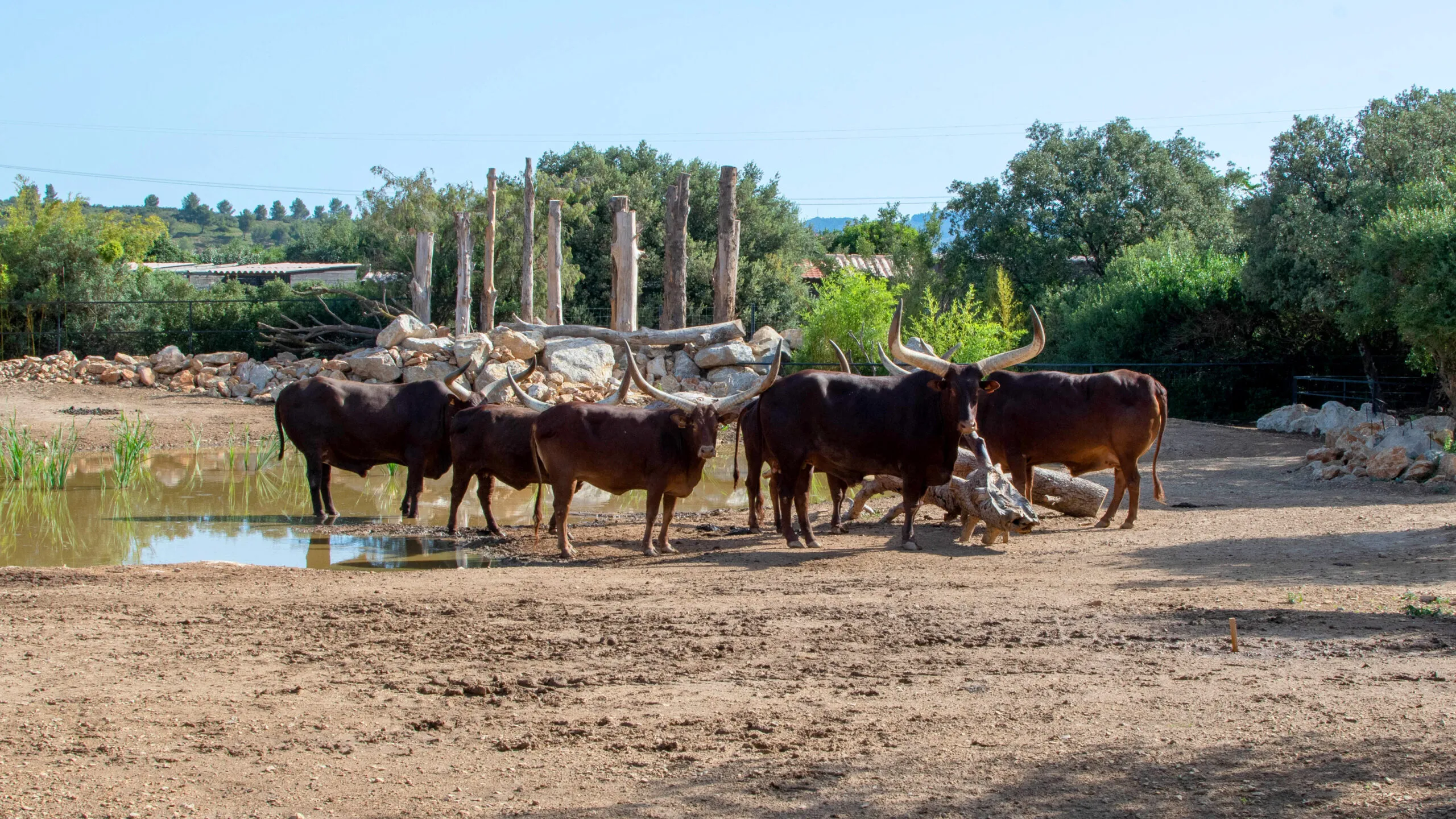 watusi-2-scaled-1.jpg