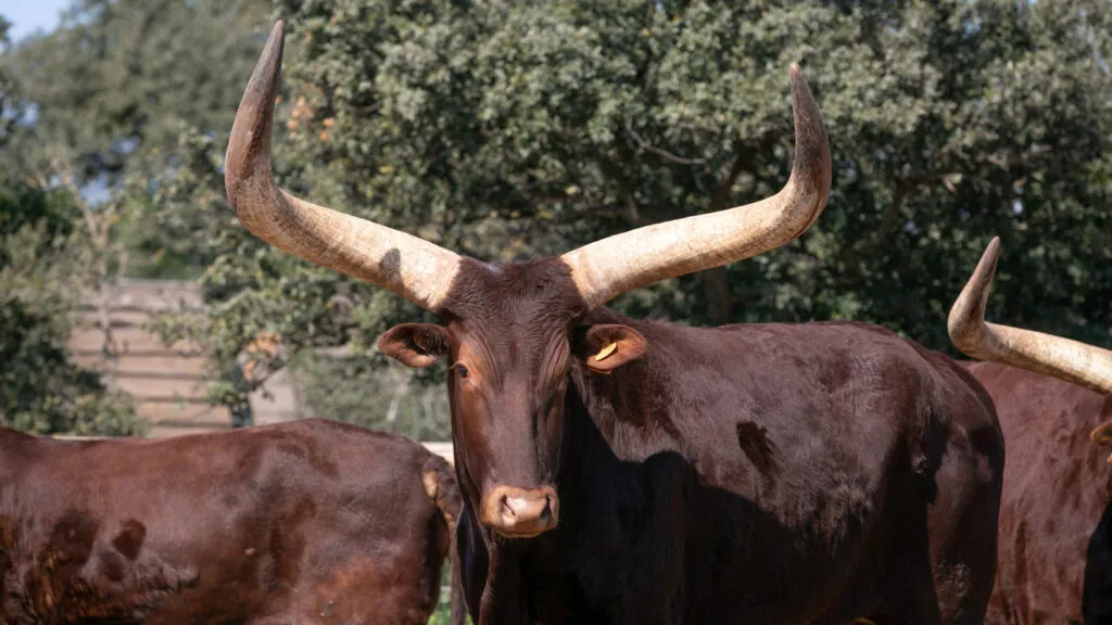 Watusi (Ankole)