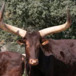 Watusi (Ankole)