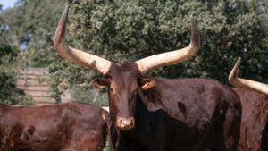 Watusi (Ankole)