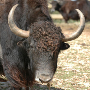 Yak
