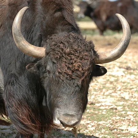 Yak