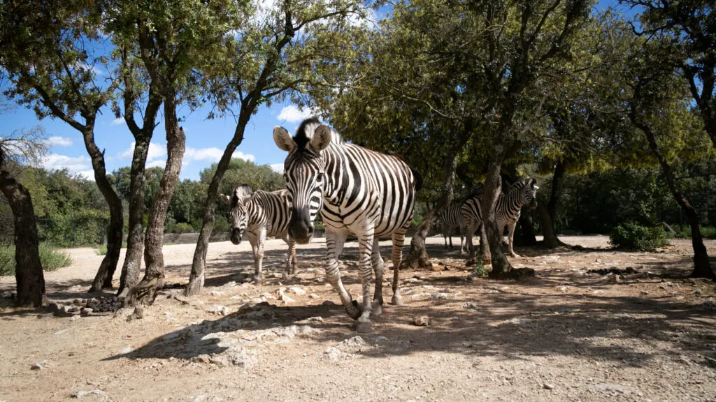 zebre-02052020-10-scaled-1.jpg