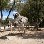zebre-02052020-10-scaled-1.jpg