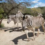 zebre-02052020-3-scaled-1.jpg