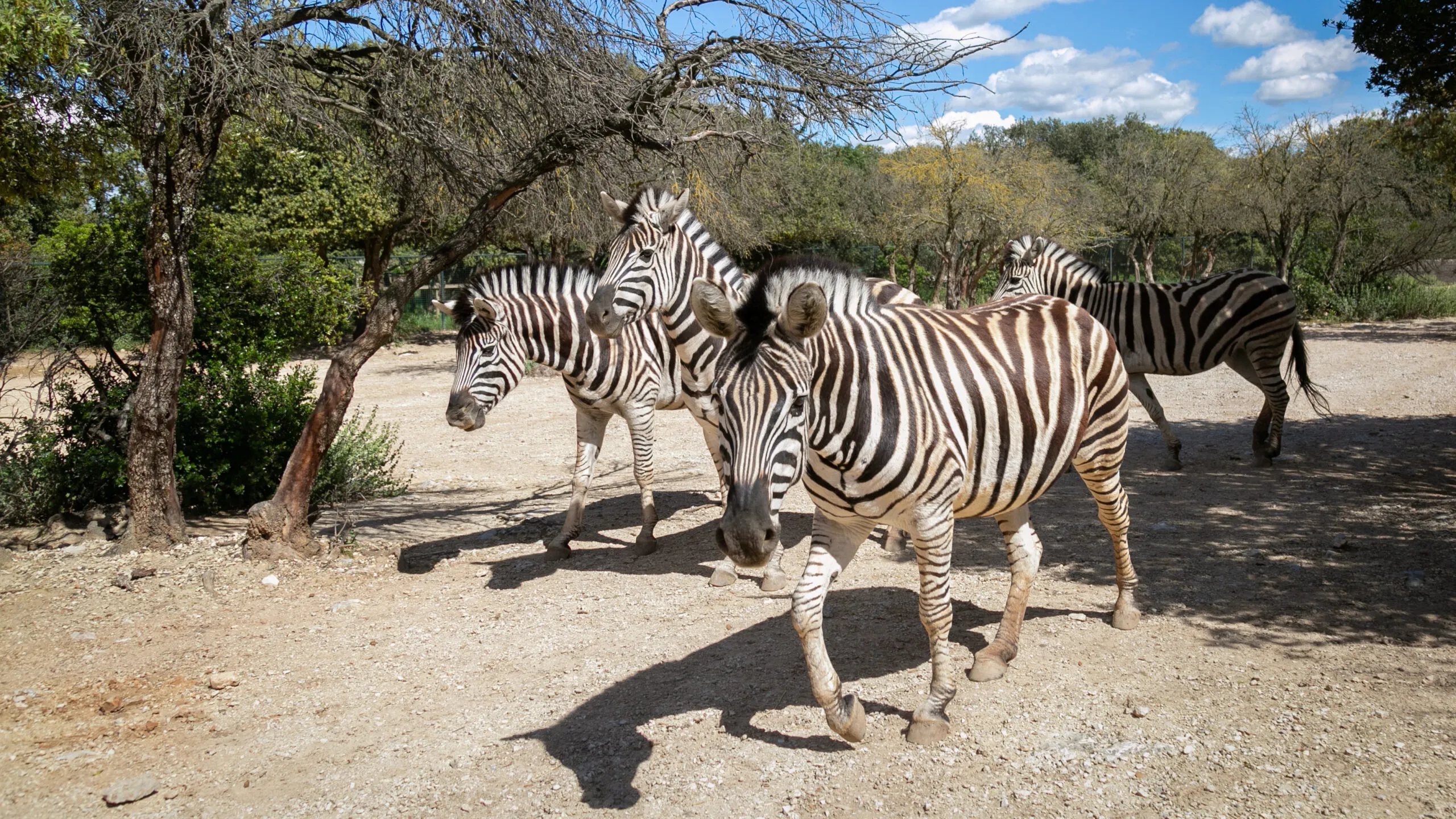 zebre-02052020-3-scaled-1.jpg