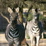 zebre-09022020.jpg