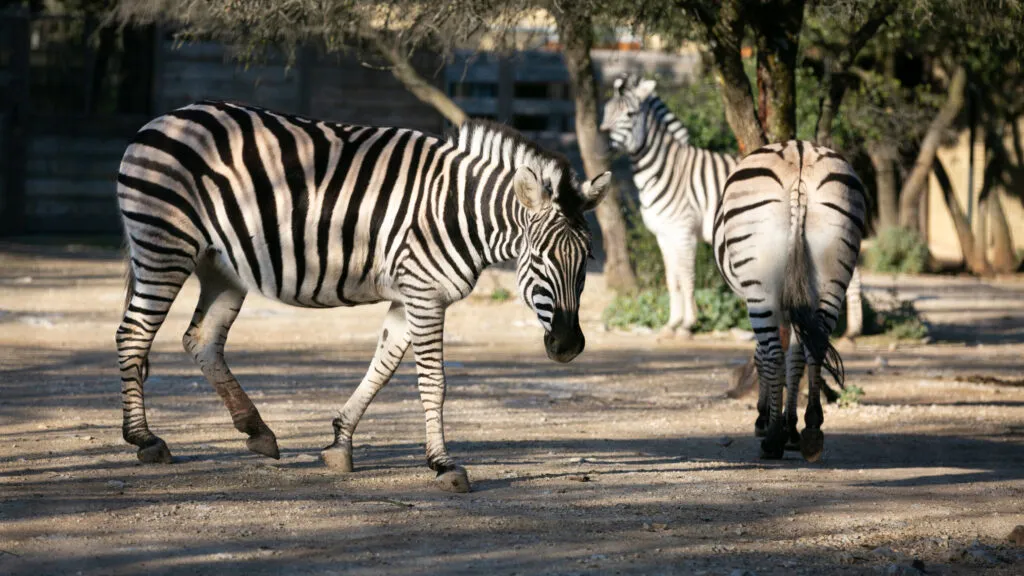 zebre-09022020-3-scaled-1.jpg