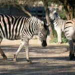 zebre-09022020-3-scaled-1.jpg