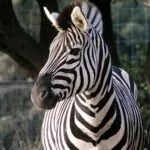 Burchell’s Zebra