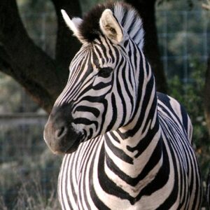 Burchell’s Zebra