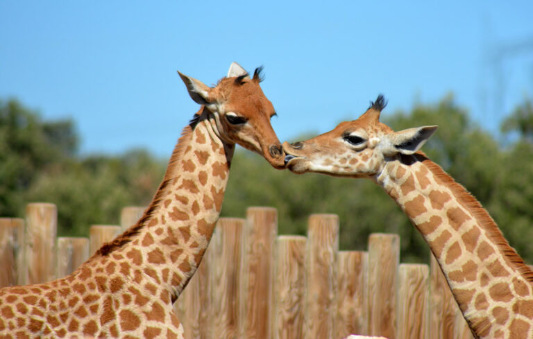 A second giraffe!