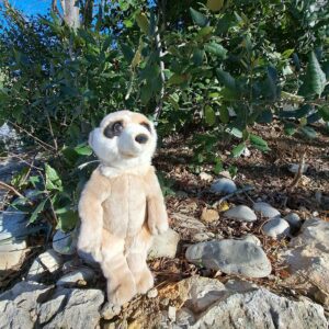 Suricate