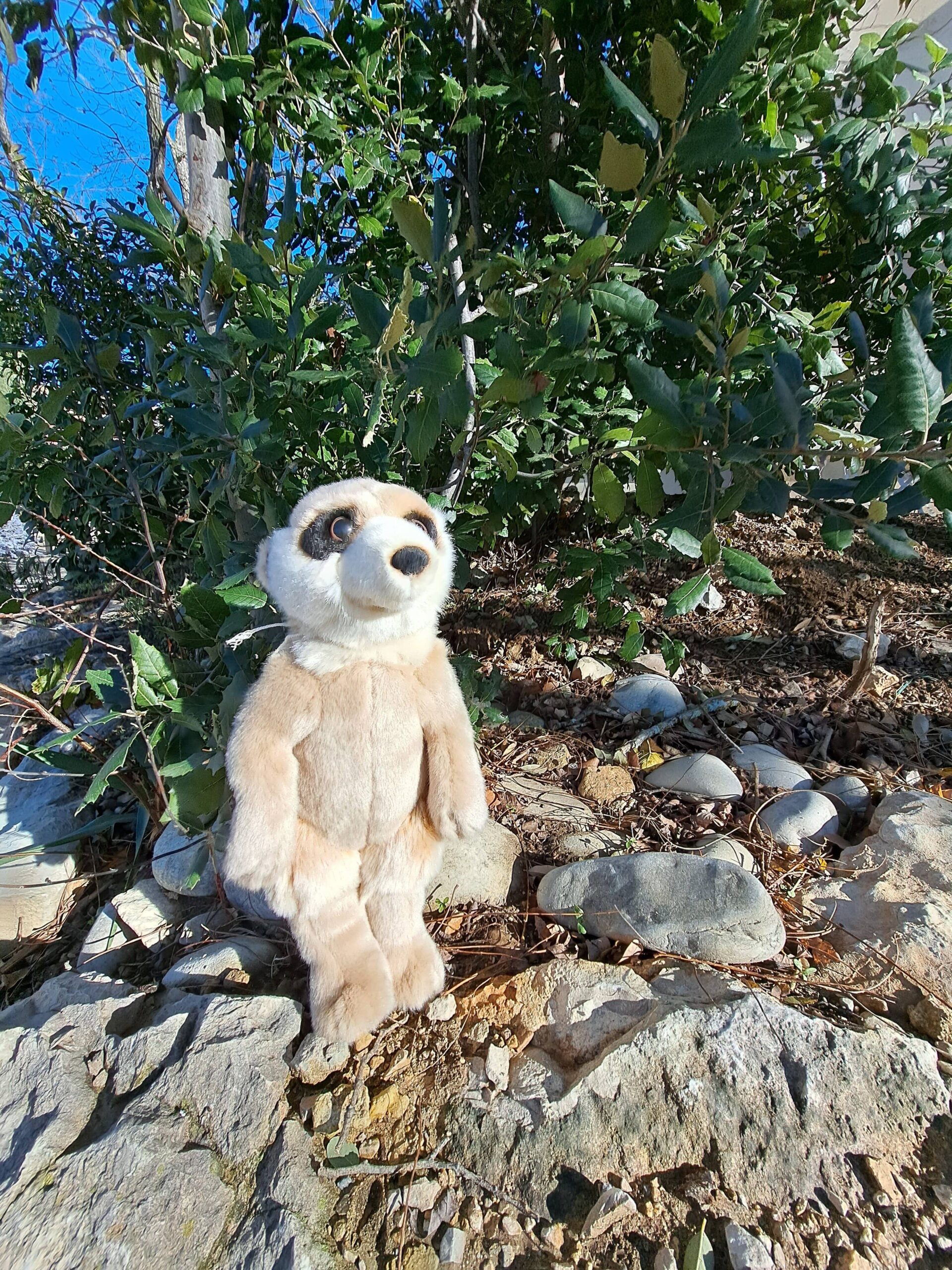Suricate